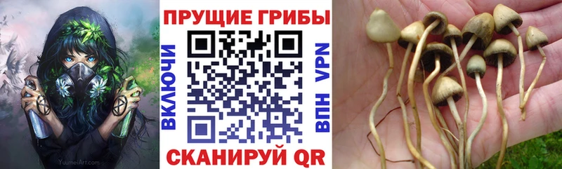 Галлюциногенные грибы MAGIC MUSHROOMS  Фурманов 